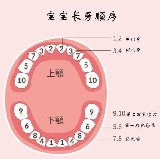 寶寶的長牙順序