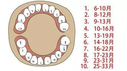 寶寶長牙的順序與計算公式
